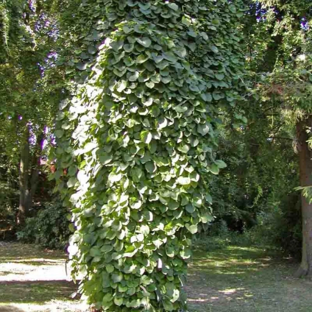 Aristoloche Durior - Aristoloche Siphon 3 Aristoloche Durior - Aristoloche Siphon