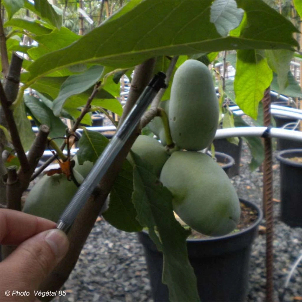 Asimina Prima 1216 - Pawpaw 3 Asimina Prima 1216 - Pawpaw
