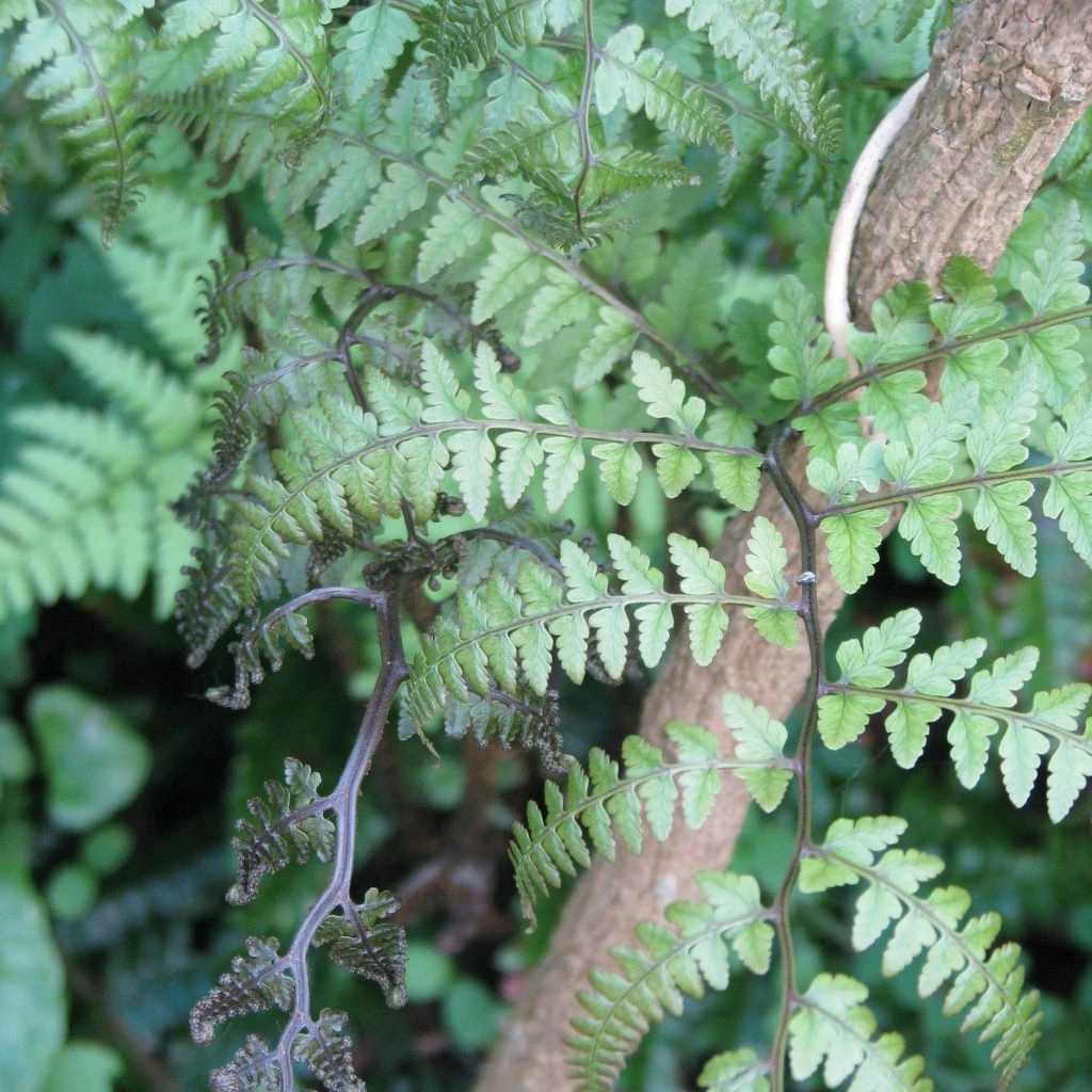 Athyrium Otophorum Var. Okanum - Fougère Femelle Du Japon 3 Athyrium Otophorum Var. Okanum - Fougère Femelle Du Japon