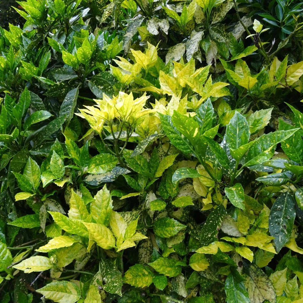 Aucuba Japonica - Laurier Du Japon 3 Aucuba Japonica - Laurier Du Japon