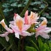 Azalée De Chine Delicatissima - Rhododendron (x) Occidentale -Promesse de fleurs Magasin Azalee de Chine Delicatissima 84823 1