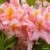 Azalée De Chine Demoiselles De Boutiguery Callista - Rhododendron Hybride -Promesse de fleurs Magasin Azalee de Chine Demoiselles de Boutiguery Callista Rhododendron hybride IF 18439 1