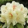 Azalée De Chine Harvest Moon - Azalea Mollis -Promesse de fleurs Magasin Azalee de Chine Harvest Moon 84816 1