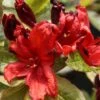 Azalée De Chine Nabucco - Azalea Mollis -Promesse de fleurs Magasin Azalee de Chine Nabucco 84820 1