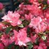 Azalée Japonaise Blaauw's Pink - Rhododendron Hybride 2 Azalée Japonaise Blaauw's Pink - Rhododendron Hybride -Promesse de fleurs Magasin Azalee japonaise Blaauw s Pink 85720 1