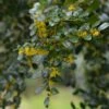 Azara Microphylla - Mimosa Du Chili 2 Azara Microphylla - Mimosa Du Chili -Promesse de fleurs Magasin Azara microphylla 85983 1
