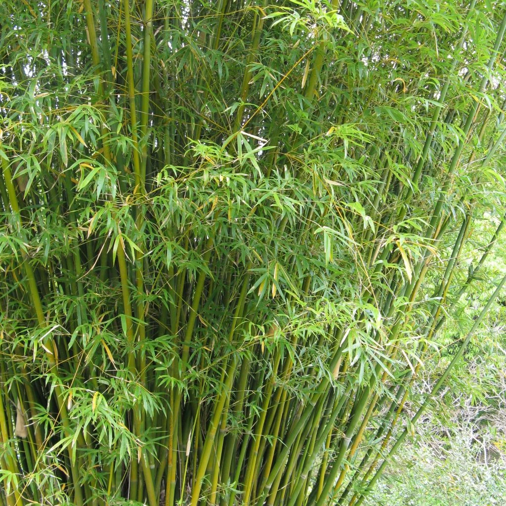 Bambusa Glaucescens Multiplex - Bambou Moyen 3 Bambusa Glaucescens Multiplex - Bambou Moyen