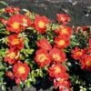 Rosier Bee's Paradise Light Red 1 Rosier Bee's Paradise Light Red -Promesse de fleurs Magasin Bees Paradise Light Red 167202 1