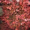 Berberis Thunbergii Fireball - Epine-vinette -Promesse de fleurs Magasin Berberis thunbergii Fireball 781669 1