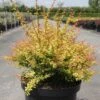 Berberis Thunbergii Golden Dream - Épine-vinette -Promesse de fleurs Magasin Berberis thunbergii Golden Dream 100301 1 1