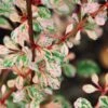 Berberis Thunbergii Natasza -Promesse de fleurs Magasin Berberis thunbergii Natasza 100399 1