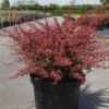 Berberis Thunbergii Orange Dream -Promesse de fleurs Magasin Berberis thunbergii Orange Dream 83039 1 1