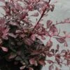 Berberis Thunbergii Rosy Glow 2 Berberis Thunbergii Rosy Glow -Promesse de fleurs Magasin Berberis thunbergii Rosy glow 7516 1