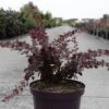 Berberis Thunbergii Toscana -Promesse de fleurs Magasin Berberis thunbergii Toscana 100401 1