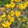 Berberis X Stenophylla - Épine-vinette à Feuilles étroites -Promesse de fleurs Magasin Berberis x stenophylla 1000542 1 1