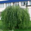 Bouleau Pleureur Youngii - Betula Pendula -Promesse de fleurs Magasin Betula pendula Youngii 83970 1