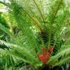Blechnum Brasiliense Volcano -Promesse de fleurs Magasin Blechnum brasiliense Volcano 89864 1
