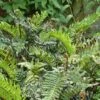 Blechnum Chilense 2 Blechnum Chilense -Promesse de fleurs Magasin Blechnum chilense 89866 1