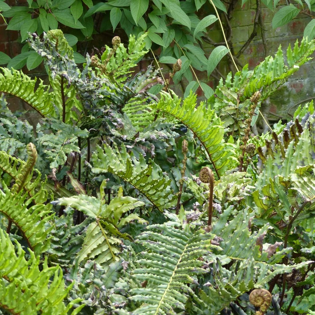 Blechnum Chilense 3 Blechnum Chilense