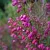 Boronia Heterophylla - Boronie à Feuillage Varié. -Promesse de fleurs Magasin Boronia heterophylla 83395 1