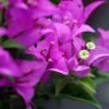Bougainvillier Violet De Mèze -Promesse de fleurs Magasin Bougainvillea spectoglabra Violet de meze 83235 1