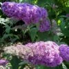 Buddleia Davidii Rêve De Papillon Pink - Arbre Aux Papillons -Promesse de fleurs Magasin Buddleia davidii Reve de Papillon Pink 87574 1