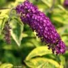 Buddleia Davidii Santana - Arbre à Papillons Panaché -Promesse de fleurs Magasin Buddleia davidii Santana 87573 1