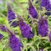 Buddleja Davidii Butterfly CandyLittle Purple - Arbre Aux Papillons Nain -Promesse de fleurs Magasin Buddleja Butterfly Candy Little Purple copyright 17555 1