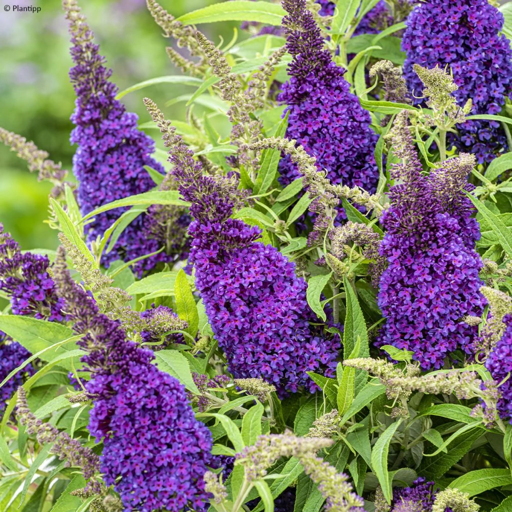 Buddleja Davidii Butterfly CandyLittle Purple - Arbre Aux Papillons Nain 3 Buddleja Davidii Butterfly CandyLittle Purple - Arbre Aux Papillons Nain