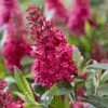 Buddleja Davidii Butterfly Candy Little Ruby - Arbre Aux Papillons Nain -Promesse de fleurs Magasin Buddleja Butterfly Candy Little Ruby copyright 17556 1