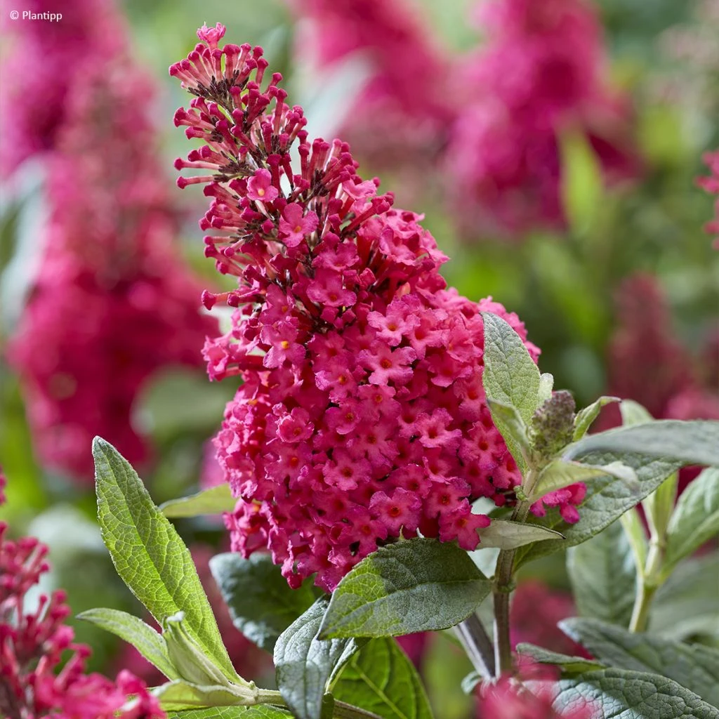 Buddleja Davidii Butterfly Candy Little Ruby - Arbre Aux Papillons Nain 3 Buddleja Davidii Butterfly Candy Little Ruby - Arbre Aux Papillons Nain