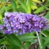 Buddleja Flutterby Peace - Arbre Aux Papillons -Promesse de fleurs Magasin Buddleja Flutterby Peace 100415 1