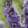 Buddleja High Five Purple - Arbre Aux Papillons -Promesse de fleurs Magasin Buddleja High Five Purple 85762 1