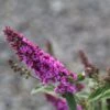Buddleja Pink Micro Chip - Arbre Aux Papillons Nain 2 Buddleja Pink Micro Chip - Arbre Aux Papillons Nain -Promesse de fleurs Magasin Buddleja Pink Micro Chip 84812 1