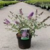 Buddleia Davidii Sophie - Arbre à Papillons -Promesse de fleurs Magasin Buddleja davidii Sophie 100419 1