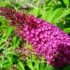 Buddleja Davidii Sugar Plum - Arbre Aux Papillons -Promesse de fleurs Magasin Buddleja davidii Sugar Plum 83973 1
