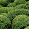 Buis - Buxus Microphylla Faulkner 1 Buis - Buxus Microphylla Faulkner -Promesse de fleurs Magasin Buxus microphylla Faulkner 84797 1