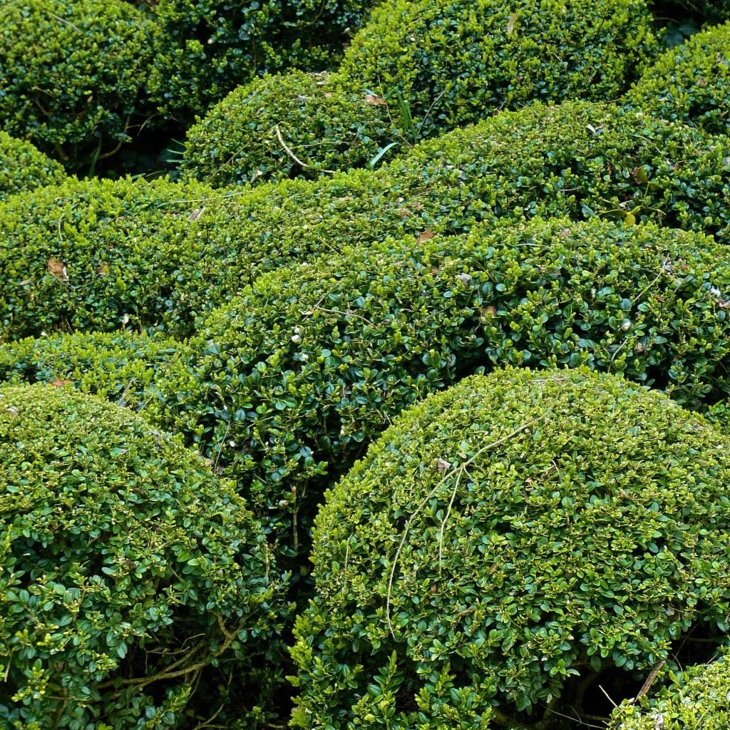 Buis - Buxus Microphylla Faulkner 3 Buis - Buxus Microphylla Faulkner