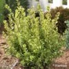Buxus Sempervirens Golden Dream - Buis Commun -Promesse de fleurs Magasin Buxus sempervirens Golden Dream 100392 1