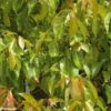 Camphrier - Cinnamomum Camphora 1 Camphrier - Cinnamomum Camphora -Promesse de fleurs Magasin CINNAMOMUM CAMPHORA 781730 1