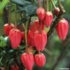 Crinodendron Hookerianum - Arbre Aux Lanternes -Promesse de fleurs Magasin CRINODENDRON HOOKERIANUM 781681 1