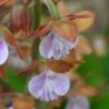 Calanthe Discolor -Promesse de fleurs Magasin Calanthe discolor ld yamada 9528 1