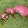Calliandra Surinamensis Dixie Pink - Arbre Aux Houpettes -Promesse de fleurs Magasin Calliandra surinamensis Dixie Pink IF 17247 1