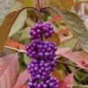 Callicarpa Bodinieri Imperial Pearl 2 Callicarpa Bodinieri Imperial Pearl -Promesse de fleurs Magasin Callicarpa Imperial Pearl 82633 1