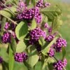 Callicarpa Bodinieri Magical Deep Purple 2 Callicarpa Bodinieri Magical Deep Purple -Promesse de fleurs Magasin Callicarpa bodinieri Magical Deep Purple copyright 18286 1