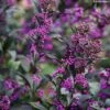 Callicarpa Bodinieri Pearl Glam 1 Callicarpa Bodinieri Pearl Glam -Promesse de fleurs Magasin Callicarpa bodinieri Pearl Glam IF 189770 1