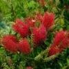 Callistemon (x) Laevis 1 Callistemon (x) Laevis -Promesse de fleurs Magasin Callistemon x laevis 83242 1