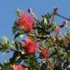 Callistemon Citrinus Splendens - Rince-bouteille 2 Callistemon Citrinus Splendens - Rince-bouteille -Promesse de fleurs Magasin Callistemon citrinus Splendens 83511 1