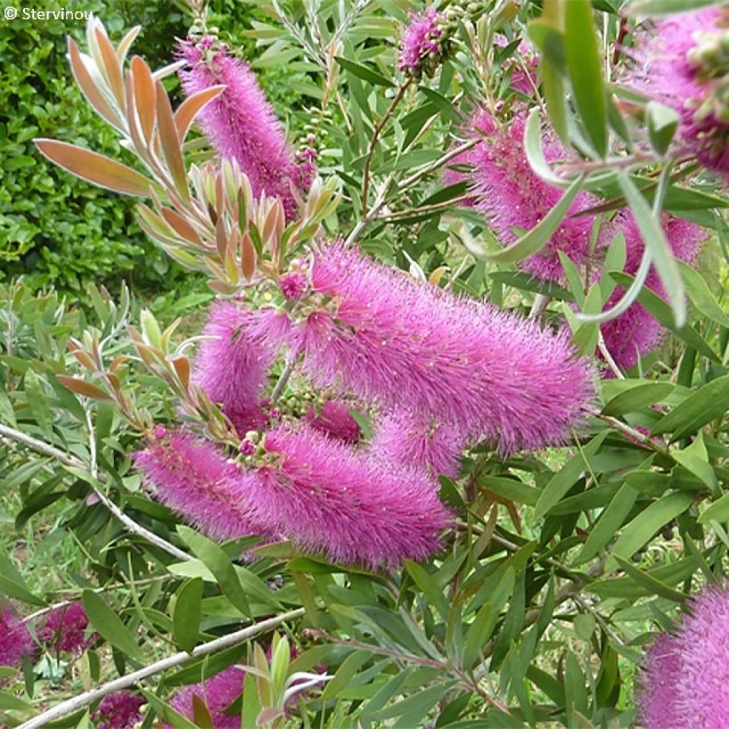 Callistemon Salignus Perth Pink - Rince Bouteille 3 Callistemon Salignus Perth Pink - Rince Bouteille