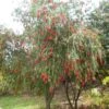 Callistemon Viminalis - Rince-bouteille -Promesse de fleurs Magasin Callistemon viminalis 83245 1
